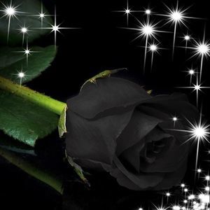 Meet your Posher, Karrie